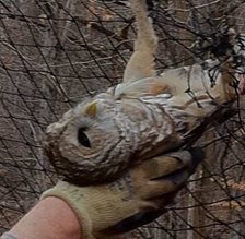 Owl-Rescued-From-Soccer-Net-in-Nashville